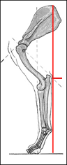 Poodle Forequarters: shoulder,upper arm,forearm,correct bone length and angles